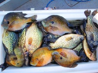 An overview of how to catch Bluegill with baits and lures.  Tips for fishing for Bluegill. Bluegill Fishing, Fishing Tricks, Perch Fishing, Trout Fishing Tips, Salt Water Fishing, Bass Fishing Tips, Crappie Fishing, Fishing Techniques, Buy Fish