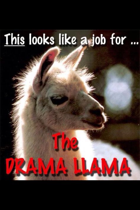 Drama llama Llama Quote, No More Drama, Drama Llama, Funny Llama, Llama Drama, Funny Picture Quotes, An Animal, Funny Pics, Bones Funny