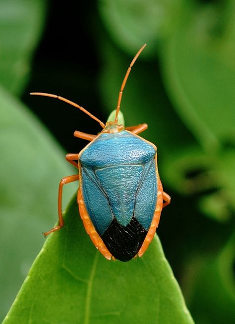 Turquoise Shield Bug (Edessa rufomarginata) Bug Photography, Shield Bug, Shield Bugs, Foto Macro, Beetle Art, Cool Insects, Insect Photography, Stink Bugs, Cool Science Facts