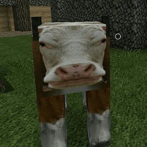 Cow Meme, Cow Pictures, Strange Places, Cows Funny, A Cow, Silly Animals, Silly Pictures, Cute Memes, Cute Cows