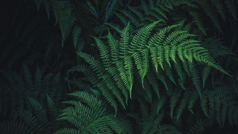 Dark Desktop Backgrounds, Background Css, Nature Moodboard, Painting On Furniture, Leaves Wallpaper Iphone, Fern Images, Clover Plant, Ipad Desktop, Fern Wallpaper