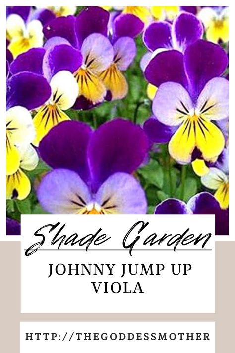 Shade Blooming Johnny Jump Up Helen Mount Viola Johnny Jump Up Flowers, Johnny Jump Up, Companion Plants, Companion Planting, Edible Flowers, Shade Garden, Flower Seeds, Lawn Garden, Lawn