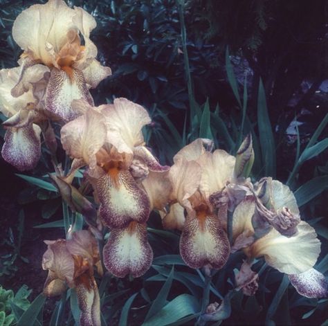 Iris Aesthetic Core, Pansies Flowers Aesthetic, Aesthetic Iris Flower, Iris Greek Goddess Aesthetic, Iris Core Aesthetic, Iris Aesthetic Flower, Iris Goddess Aesthetic, Iris Flowers Aesthetic, Wisteria Aesthetic