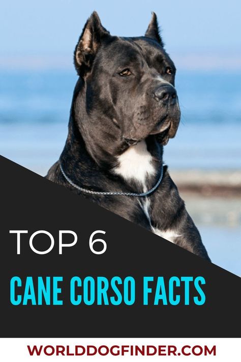 King Cane Corso, American Pit Corso, Kane Corso Puppies, King Corso Dog Puppies, Cane Corso Facts, Cane Corso Tattoo Ideas, Can Corso Dogs, Kane Corso Dog, Came Corso Dog