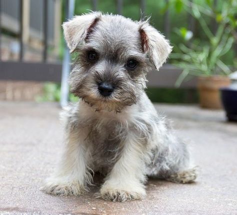 Miniature Schnauzer Puppies For Sale | Nashua, NH Mini Schnauzer Puppies For Sale Near Me, Aesthetic Dog Stuff, Puppy Pfp, Schnauzer Breed, Miniature Puppies, Cute Dog Drawing, Mini Schnauzer Puppies, Schnauzer Art, Schnauzer Puppies