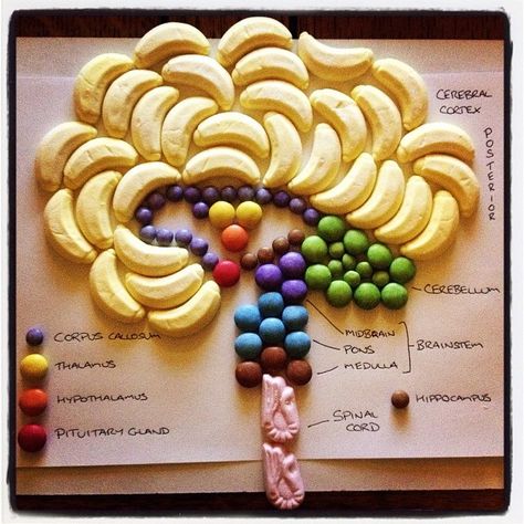 These pictures will make you want to be a cannibal. Brain Project Ideas, Brain Project Model Psychology, Nervous System Projects, Micro School, Brain Project, Science Report, Student Stickers, Stem Kids, Cc Essentials