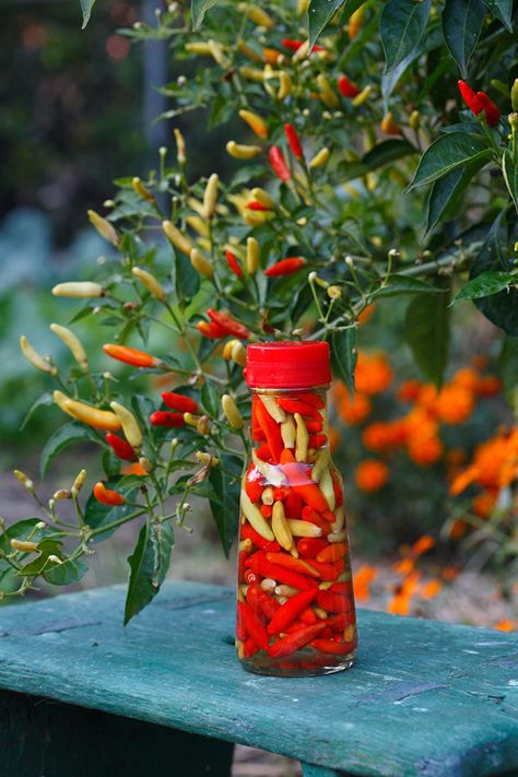 Save Money Growing Vegetables and Herbs – Bonnie Plants Tabasco Peppers, Tabasco Pepper, Vegetable Seeds, Pepper Seeds, Garden Accents, Pepper Sauce, Canning Recipes, Chili Pepper, Sriracha