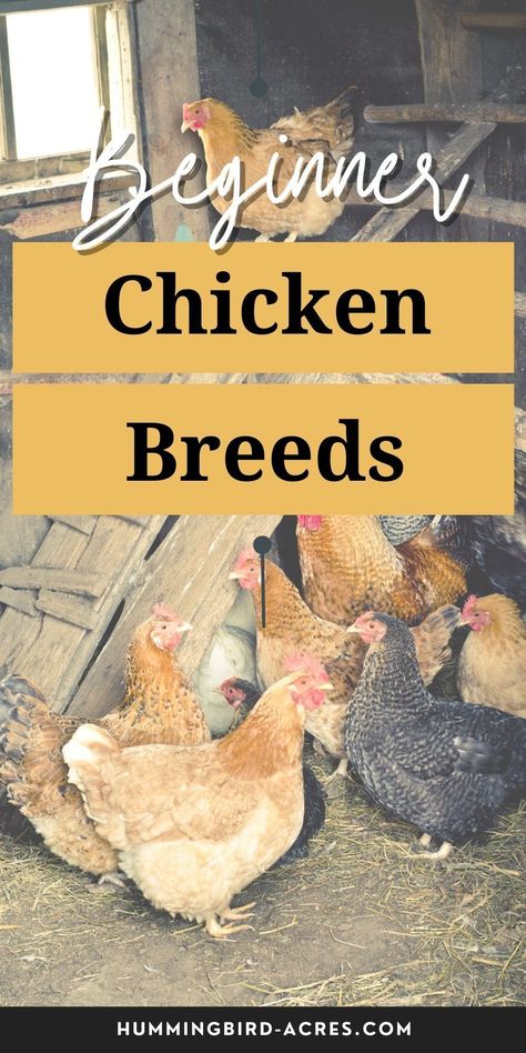 Are you thinking about getting chickens? Here are the best chicken breeds for beginners, based on ease of care, egg production, and temperament. Whether you're looking for a dual-purpose breed or a strictly laying hen, there's sure to be one that's perfect for your backyard flock! Best Laying Hens, Getting Chickens, Best Chicken Breeds, Laying Hens, Backyard Flocks, Egg Production, Best Chicken, Homestead Survival, Chicken Breeds