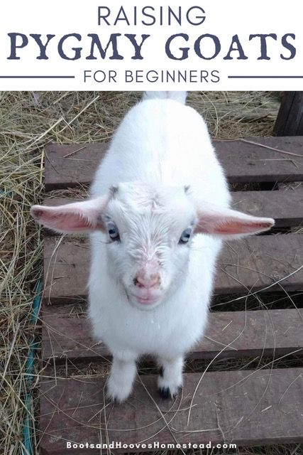 Goat Keeping, Goat Fencing, Forgotten Skills, Farm Goats, Goat Fence, Cute Animal Character, Farm Sheep, Pygmy Goats, Homestead Animals