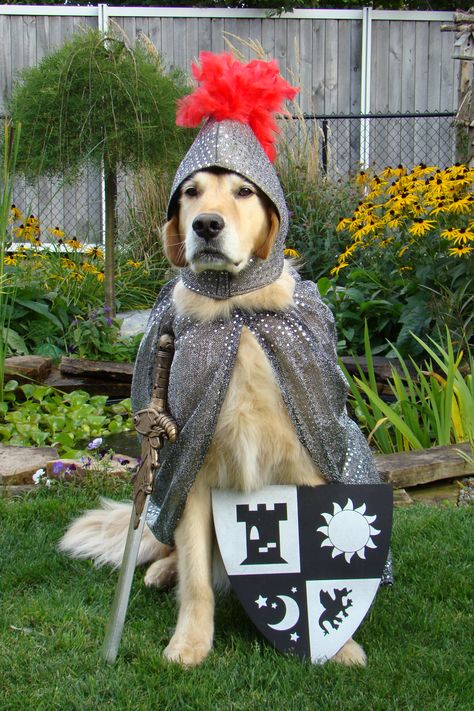 Sir Tyler ...dressed up for Halloween Golden Retriever Halloween Costume, Baby Dog Costume, Golden Retriever Costume, Knight Errant, Golden Retriever Halloween, Dog Lion Mane, Best Dog Costumes, Animal Dress Up, Pet Parade