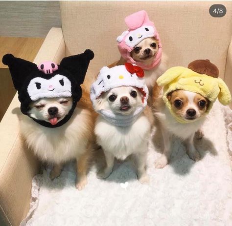 Chihuahuas Dogs, Cute Dogs Images, Cute Small Animals, Tiny Puppies, Very Cute Dogs, Funny Animal Photos, Silly Cats Pictures, Cute Chihuahua, Animals Cute