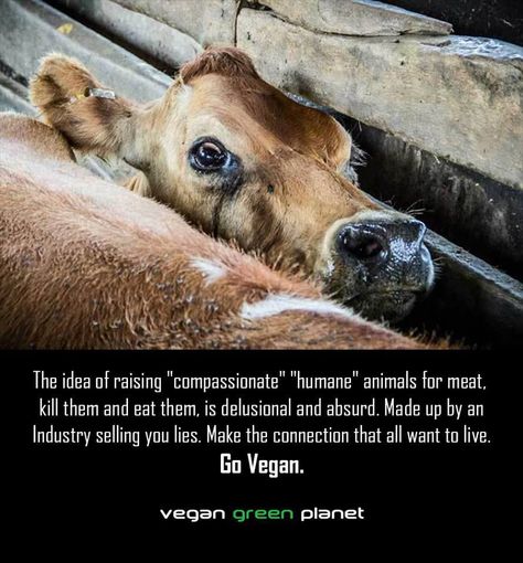 Animal Slaughter, Why Vegan, Animal Liberation, Factory Farming, Stop Animal Cruelty, Animal Advocacy, Glass Walls, Dairy Cows, Vegan Animals