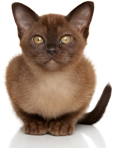 5 Things to Know About Burmese Cats European Burmese, Burmese Cats, Burmese Kittens, Brown Cats, Cat Diseases, Burmese Cat, Cat Shedding, Brown Cat, Outdoor Cats