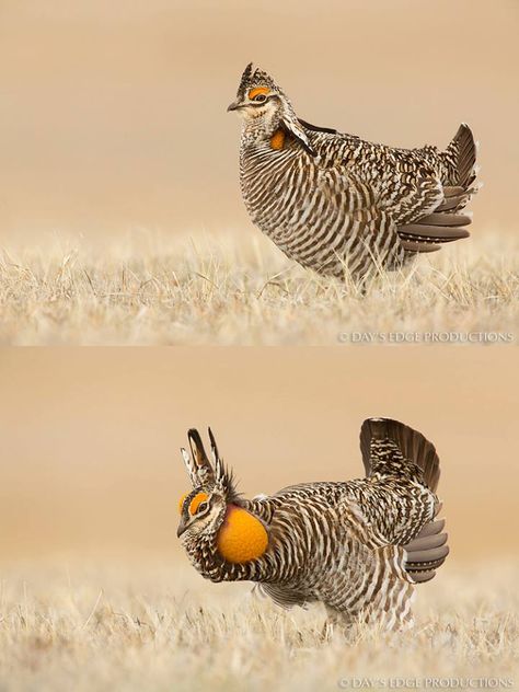 Prairie Chicken, Interesting Animals, Unusual Animals, Game Birds, Pretty Animals, Silly Animals, Like Animals, Pretty Birds, Weird Animals