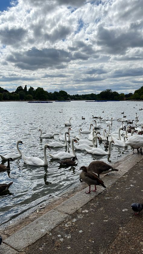 Ducks lake hyde park london Hyde Park London Aesthetic, Hyde Park Aesthetic, London Honeymoon, Hyde Park London, Park Restaurant, Summer Story, London Summer, London Aesthetic, Peach Tea