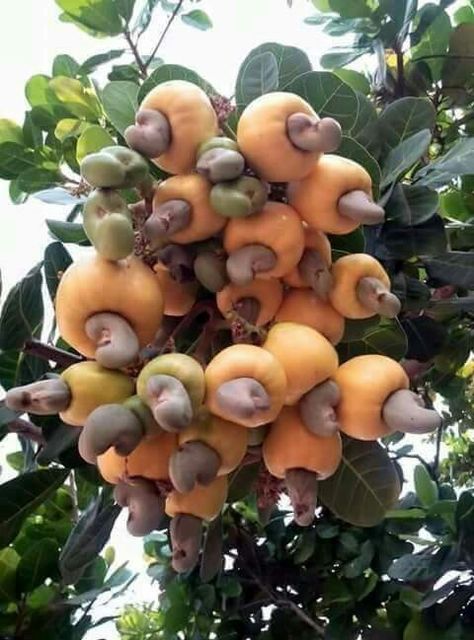 Cashew in English. Kasoy in Tagalog. Rare Fruits, Barbados Food, Cashew Tree, Weird Fruit, Buah Naga, Fruit Bearing Trees, Strange Fruit, Fruit Photography, Beautiful Fruits