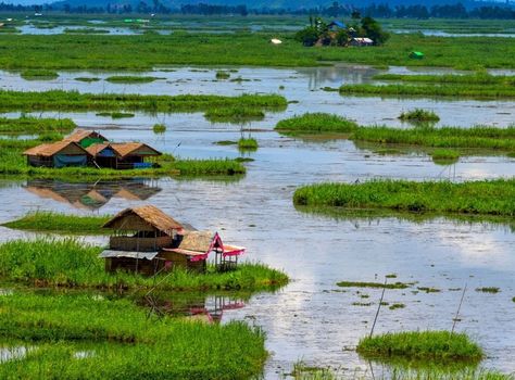 There is only one place in India where you can see islands floating in a lake with houses, fishermen, animals and birds. Loktak Lake, the largest freshwater lake in the Bishnupur district of Manipur, is home to a series of floating islands not found anywhere else in the country.  These floating islands, called Phumdis, are of different shapes and sizes and cover a sub... Loktak Lake, Floating Islands, Wetland Park, Catchment Area, Animals And Birds, Migratory Birds, Water Hyacinth, Animal Species, Edible Plants