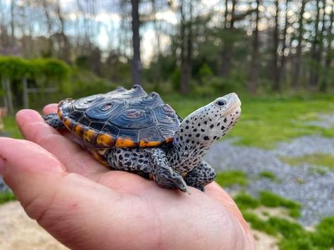 Did you know there are 7 subspecies of diamondback terrapin? 😳 Ranging from Cape Cod down to Florida and over to Texas, these beautiful brackish water inhabitants are some of the world’s most beautiful reptiles. 🌎 This one is an ornate diamondback terrapin (Malaclemys terrapin macrospilota). 🐢 Garden State Tortoise Diamondback Terrapin, Turtle Basking Platform, Amazing Frog, Cute Reptiles, Tortoise Turtle, Terrapin, Turtle Love, Beautiful Bugs, Cute Turtles