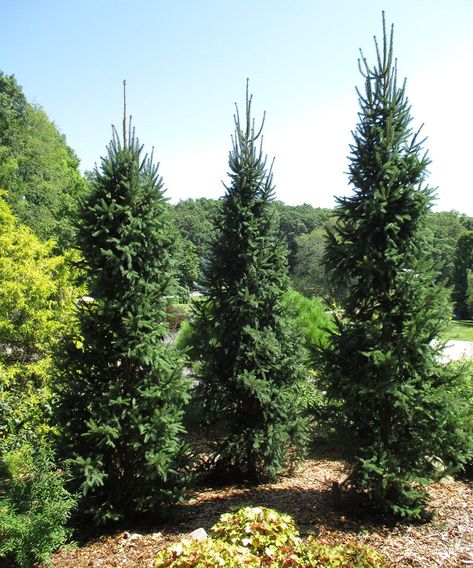 ‘Cupressina’ is a great choice for a taller columnar conifer, and it has the durability to reach that size. Columnar Norway Spruce, Shade Evergreens, Norway Spruce Tree, Evergreens For Shade, Outside Landscaping, Original Species, Terraced Garden, Evergreen Landscape, Conifers Garden