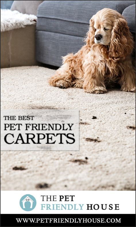 Best Carpet For Pets, Cabin Carpet, Carpet For Dogs, Pet Friendly Carpet, Stairway Carpet, Pet Friendly Flooring, Basement Carpet, Carpets For Kids, Pet Friendly House