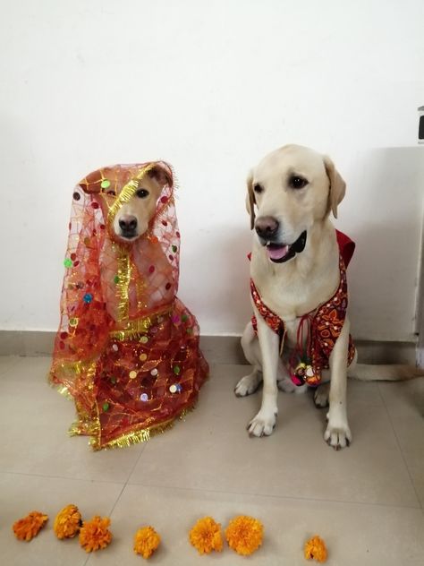 Traditional Indian Pet Wear Indian Dog, Crying Photography, Funny Dog Photos, Random Aesthetics, Street Dogs, Best Pose For Photoshoot, Dog Photography, Traditional Indian, Dog Photos