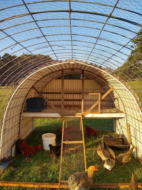 Round Top Chicken Coop, What Do Chickens Need In A Coop, Diy Cheap Quail Coop, Open Air Chicken Coop Ideas, Hoop Coop Plans, Chicken Grow Out Pen, Round Chicken Coop, Diy Small Chicken Coop, Hoop House Chickens