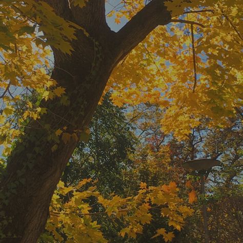 Fall Aesthetic Yellow, Yellow Fall Aesthetic, Relief Aesthetic, Autumn Yellow Aesthetic, Yellow Leaves Aesthetic, Yellow Tree Aesthetic, Yellow Trees Aesthetic, Tattoo Health, Bee Tattoos