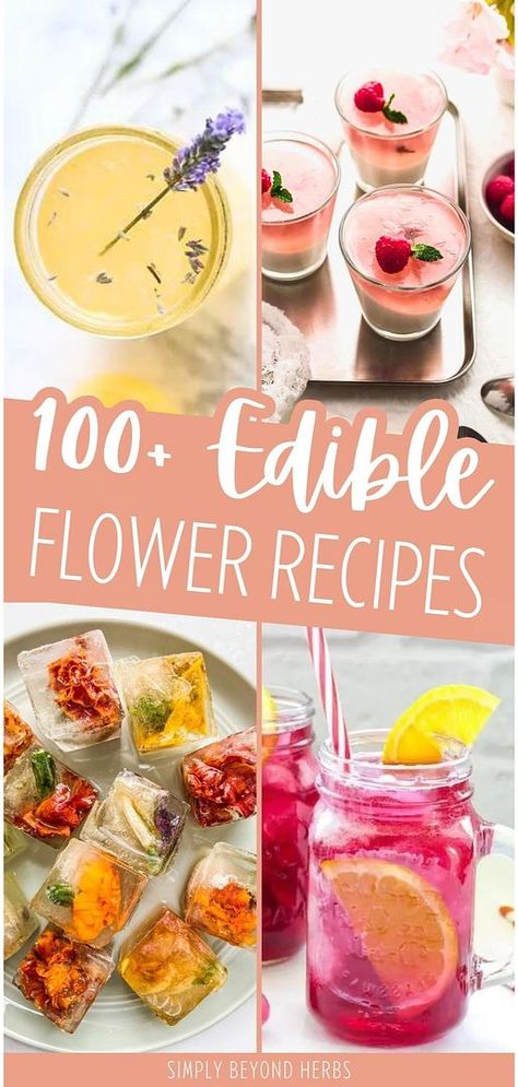 Edible flower recipes transform your food and drinks with unique colors and flavors. Use flowers from your garden, such as bee balm, calendula, lavender, and rose, in cakes, drinks, jams, infusions, salads, and more. Enjoy baking with edible blossoms too. Find more fun drinks, homemade summer desserts, healthy salad recipes, and Herbal Drinks at simplybeyondherbs.com. Floral Drinks, Flower Drinks, Floral Drink, Jelly Cookies, Edible Flowers Recipes, Herbal Drinks, Healthy Vegetable Recipes, Homemade Ice Cream Recipes, Flower Food