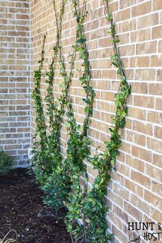 How to Build A DIY Wire Trellis on a Wall - Salvaged Living Jasmine Wire Trellis, Diamond Trellis Wall, Jasmine Vine Trellis, Ivy Trellis Wall, Ivy On Trellis, Jasmine On Trellis, Jasmine Trellis Wall, Espalier Wall, Star Jasmine Trellis