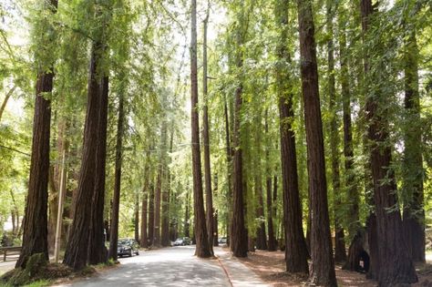 Dolliver Park, LarkspurDowntown Larkspur boasts a charming main street full of restaurants and shops.  Why not start there then meander your way over into Dolliver Park—an enchanting little place that the locals call “Dark Park,” which means just the right amount of redwoods. The kiddos will marvel at the winding road that was designed around the redwoods' wandering roots. Info: Magnolia Ave. at Madrone Ave. in Downtown Larkspur, ci.larkspur.ca.us Photo: Jason Henry, Special To The Chronicle Larkspur California, West Coast Travel, California Girl, Peace And Quiet, Winding Road, California Dreaming, Find Peace, Local Travel, City Living