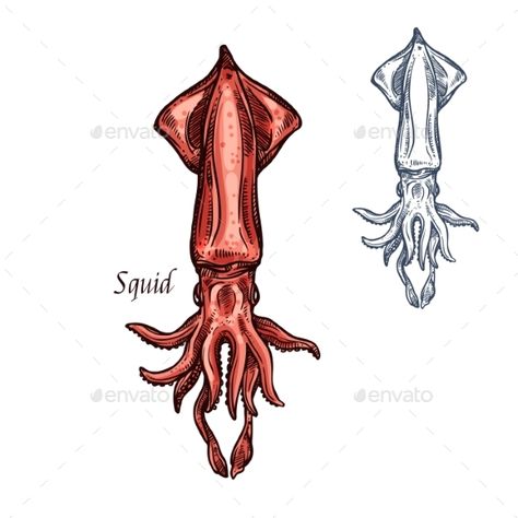 Colossal Squid Drawing, Squid Pictures, Squid Sketch, Squid Doodle, Squid Logo, Squid Illustration, Squid Art, Squid Drawing, Squid Tattoo