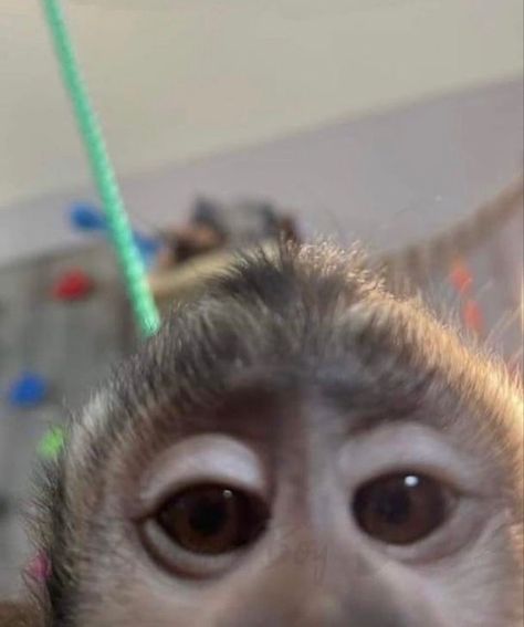 Funny Monkey Pictures, Funny Monkeys, Cute Monkey Pictures, Cute Monkeys, Baby Monkeys, Funny Monkey, Monkey Pictures, No Tiktok, Monkeys Funny