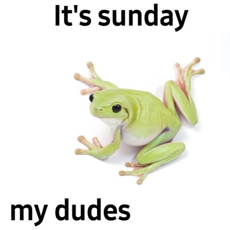 Have A Nice Sunday, Morning Memes, Funny Pix, Text Memes, Funny Frogs, Kermit The Frog, Everything And Nothing, Frog And Toad, Really Funny Pictures