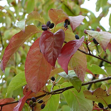 Black gum, Nyssa sylvatica, blackgum, black tupelo, sour gum Black Tupelo Tree, Black Gum Tree, Sweet Gum Ball Tincture, Nyssa Sylvatica, Wildfire Black Gum Tree, Gum Tree Bark, Tupelo Tree, Texas Ebony Tree, Gum Trees