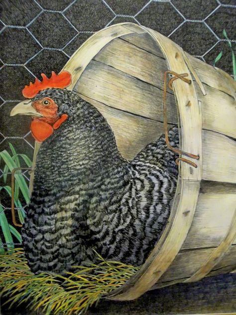 Chicken Pictures Art Hens, Folk Art Painting Country, Chicken Pictures Art, Paintings Of Chickens, Drawing Chickens, Chicken Drawings, Chickens Art, Chicken Paintings, Barred Rock