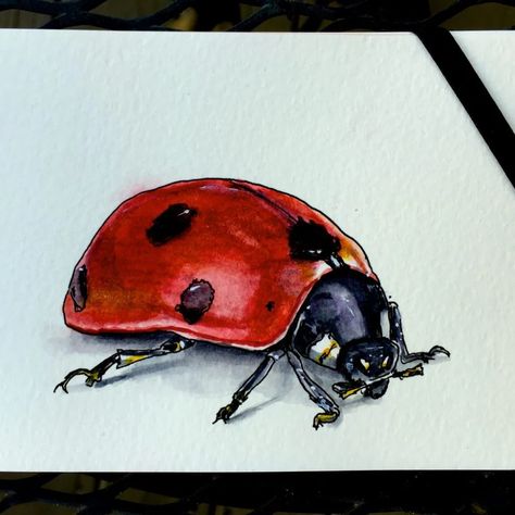 Australian Insects, World Watercolor, Snow Rose, Water Colour Art, Lady Beetle, Ladybug Art, Cute Nicknames, Watercolor Sketching, Birds And The Bees