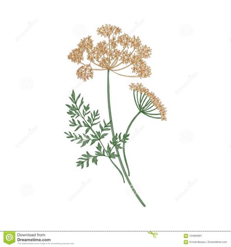 Anise Flower, Anise Seed, Plant Tattoo, Aromatic Herbs, Flower Illustration, Inspiration Board, Fennel, Flower Drawing, Flower Tattoo