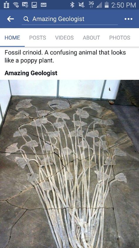 Science Crinoid Fossil, Rocks And Fossils, Geology Rocks, Changsha, Gem Show, Extinct Animals, Dinosaur Fossils, Prehistoric Creatures, Prehistoric Animals