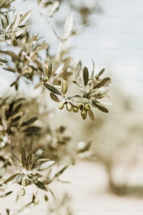 A branch of an olive tree with green leaves photo – Branch Image on Unsplash Olive Pictures, Nature Images Hd, Olive Oil Packaging, Leaves Photo, Garden Of Gethsemane, Tree People, Italy Pictures, Tree Images, Tree Photography