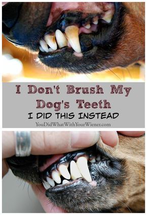 Dogs Teeth, Dog Remedies, Dog White, Dog Health Tips, Dog Teeth Cleaning, Dog Dental, Dental Cleaning, Dog Care Tips, Dog Items