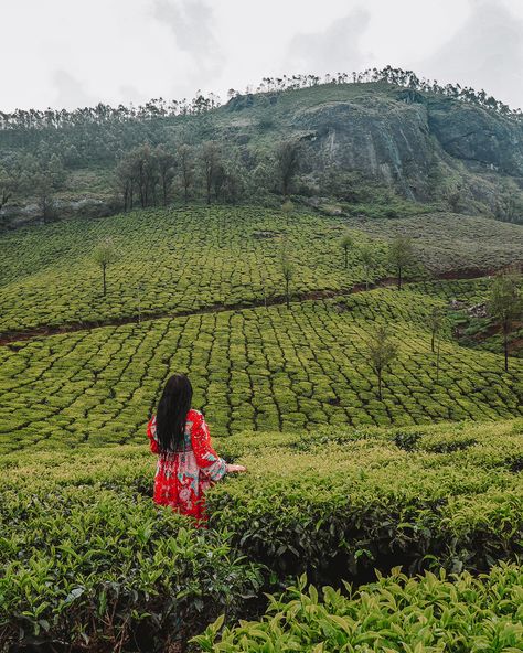 Ooty Photo Ideas, Tea Fields Photography, Ooty Tea Estate, Tea Garden Poses, Poses In Tea Garden, Munnar Photography Ideas, Tea Garden Photography Pose, Tea Estate Photography Pose, Photo Poses In Ooty