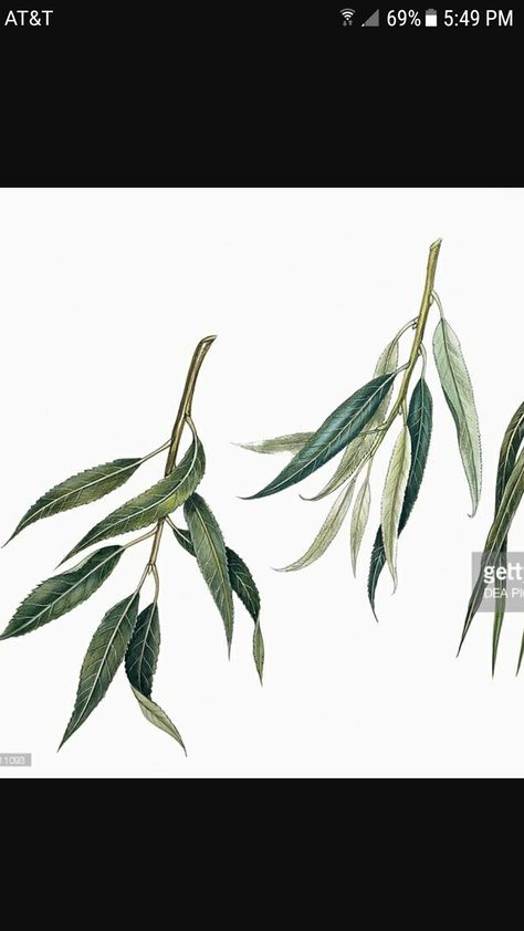 Willow Leaves Drawing, Leaves And Branches Tattoo, Willow Leaves, Willow Eucalyptus Tattoo, Branches With Leaves Drawing, Elm Leaf Tattoo, Tree Branches With Leaves Drawing, Ray Tattoo, Branch Tattoo