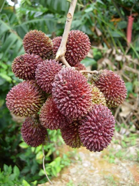 The Pulasan (pulasan in English, Spanish and Malay, kapulasan in Indonesia, ngoh-khonsan in Thailand, and bulala in the Philippines) is a very strange looking fruit  It looks like somewhat like a nut or pine cone but is in reality, a very tasty fruit which is quite similar to the Rambutan and the Lychee. http://www.whereswil.com/2013/09/fruit-around-world-pulasan/ Pulasan Fruit, Unusual Fruits, Weird Fruit, Fruit World, Weird Trees, Produce Stand, Strange Fruit, Unique Fruit, Weird Plants