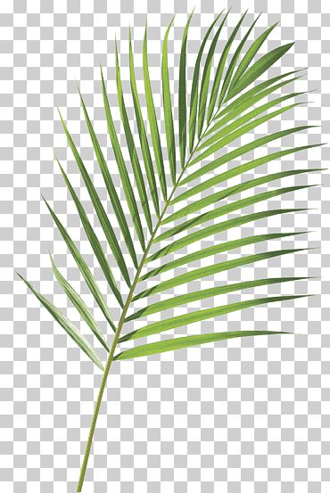 Coconut Tree Decoration, Palm Tree Illustration, Grass Png, Maple Leaf Tree, Blue Spruce Tree, Palm Tree Plant, Autumn Leaf Color, Palm Branch, Cartoon Trees