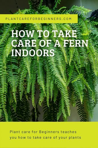 Ferns are beautiful plants with a lot of textures, shapes, and sizes. There are a lot of different ferns, each with their own characteristics. In this plant care guide, we're going to look at how to take care of your type of Fern. Fern Care Indoor, Plant Tower, Indoor Ferns, Hanging Ferns, Potted Ferns, Ferns Care, Types Of Ferns, Plant Care Guide, Ferns Garden