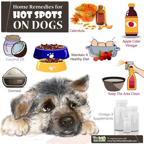 home remedies for hot spots on dogs Hot Spot Remedies For Dogs, Diy Hot Spot Remedy For Dogs, Dog Hot Spot Remedy Diy, Hot Spots On Dogs, Dog Rash, Dog Hot Spots, Itchy Dog, Top 10 Home Remedies, Dog Remedies