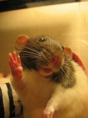 Cute Rat Aesthetic, Silly Animal Pictures, Funny Rats, Fancy Rat, Cute Small Animals, A Rat, Cute Rats, Funny Animal Photos, Cute Hamsters