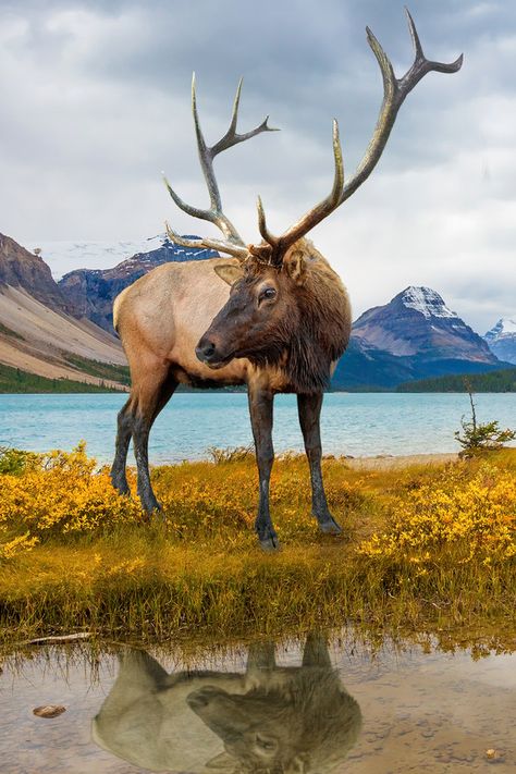 Brow-antlered Deer (Rucervus eldii) , Canadian Rockies, Canada / Cerf d'Eld / Image by Travel Center UK from flickr Rockies Canada, Canadian Moose, The Great White, Canadian Rockies, Moose, Rocky, Deer, Animals, Travel