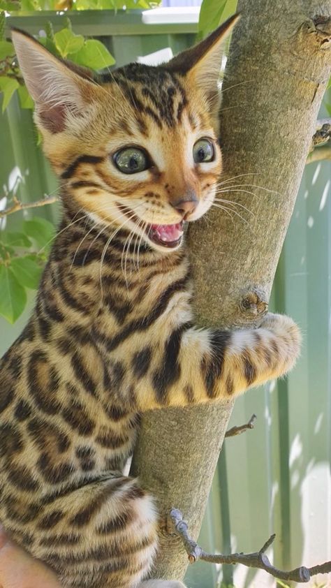 Evolutionary Art, Bengal Kitten, Leopard Cat, Bengal Cats, Cute Animals Puppies, Pets 3, Pretty Animals, Cat Photography, Bengal Cat