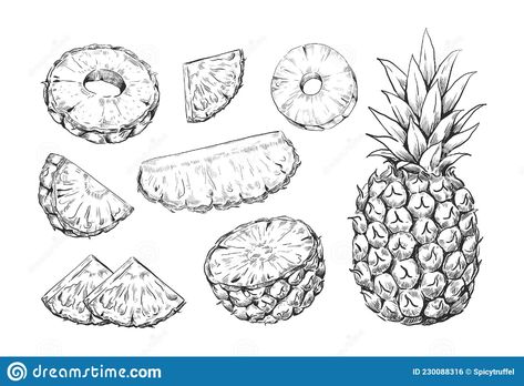 Fruit Sketches, Lemon Sketch, Pineapple Sketch, Pineapple Drawing, Fruit Branch, Pineapple Illustration, Fruit Sketch, Fruit Art Drawings, Plant Sketches